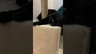 Смешная песенка😻Я делаю бя это мой аргумент  
