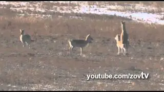 Любовь и страсть при минус сорока 2