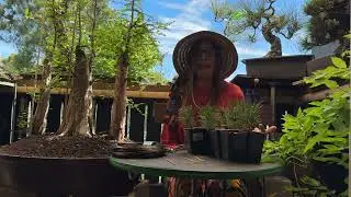 Patricia O'Connor, The Bonsai Balcony: We put that first movement into our Black Pine from seed.