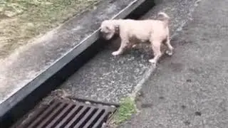 Милый пёсик