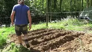 le patate della Cascina degli Orti di Mauro, 2024