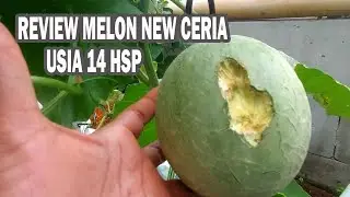 Review Sekejap Tanaman Melon New Ceria Tunas Agro Usia 14 HSP