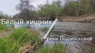 реки Подмосковья / ловля голавля на воблеры