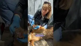 Почему для животных важен осмотр? 