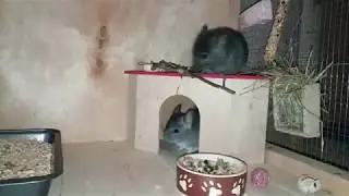 Малыши шиншиллы изучают новый дом
