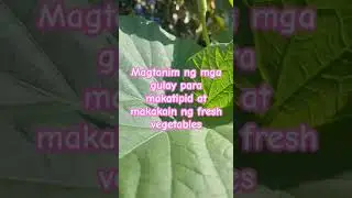 Magtanim ng mga gulay para makatipid at makakain ng fresh#shortsyoutube #happyfarming #vegetables