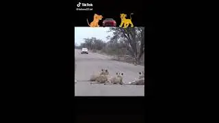 Львы не пропускают машины