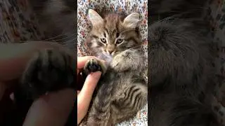 Спидран по Шортам 28