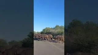 Buffalo herd surrounded by Daggaboys #wildlife