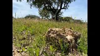 amanita ponderosa o gurumelo