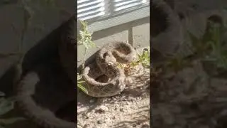 Relocating a Prairie Rattlesnake aka New Mexico Guard Dog