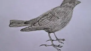 Black lark drawing. Черный жаворонок рисунок
