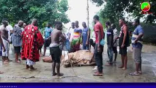 this big cow was given to the gods as sacrifice at Assin Gomoa festival 2023