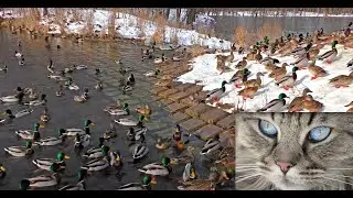 Тысяча уток - для кошек и собак 📺