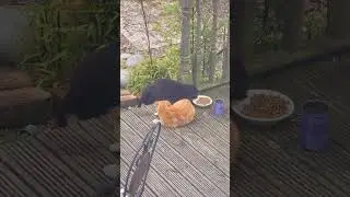 Some Tension Between Mr Ginger and Mr Black