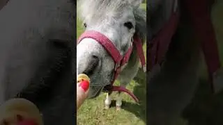 ням-ням
