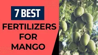 Increase Fruit Production in Mango.