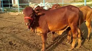 Sahiwal heifer's at RULHAN DAIRY FARM