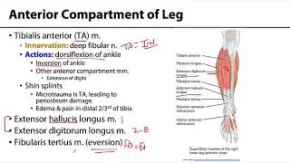 MSK Lower Limb - Muscles of the Leg