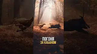 КАБАН СПАСАЛСЯ ДО ПОСЛЕДНЕГО #охотарыбалка #добыча #hunting #охотавроссии #кабан #гончие #shorts