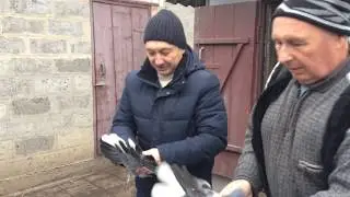 Николаевские голуби Николая Александровича. г. Первомайск, Харьковская область