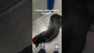Стримы каждый день заходи