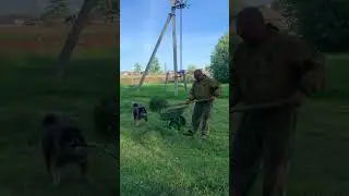 Первый сенокос в 2024 году 🌼🐝📆2024