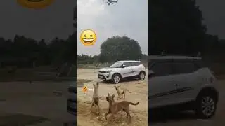 Drone ke piche Dogi lag gaye 😂