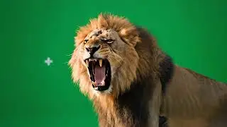 Lion Roaring Green Screen | Cinematic VFX Asset with Tracking Markers