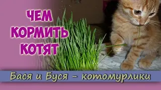 What to feed the kittens.