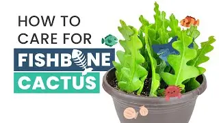 BEST TIPS | HOW TO CARE FOR FISHBONE CACTUS | EPIPHYLLUM ANGULIGER | RIC RAC CACTUS