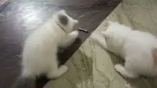 Cute Cat