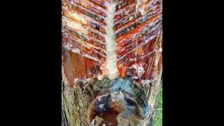 #Pine tree #Leesa #forest #knowledge #facts #youtube short