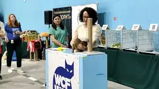 Выставка кошек WCF Калининград