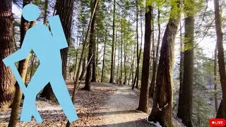 Virtual x Forest Hiking 2.05 / old-growth woods