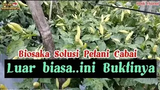 Biosaka Solusi Petani Cabai..Luar Biasa Ini Buktinya#hanikchannel #biosaka