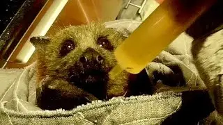 Flying-fox in care first evening:  this is Portia