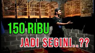 A TRUE STORY!! With just 150,000 Rupiah to support his wife and children and buy and sell canarie...
