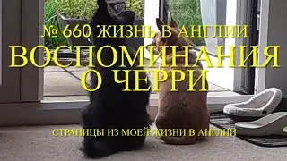 Воспоминания о Черри. Год, как нет ее с нами. № 660 Жизнь в Англии