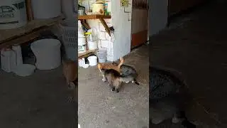 Котыки по ВЕСНЕ