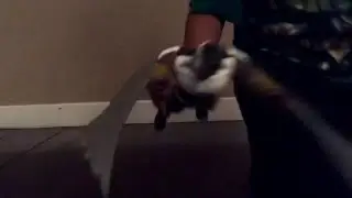 Falcon