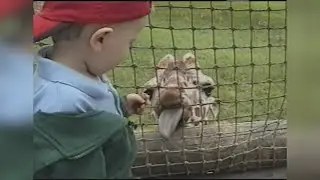 ANIMALS can really MAKE your DAY - You WON'T be ABLE to HOLD your LAUGH