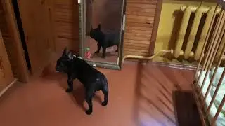 Французский бульдог играет с моим внуком.