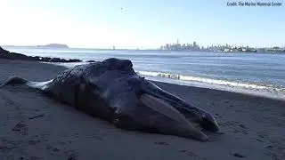 Why Are So Many Gray Whales Washing Up Dead on California's Coast?