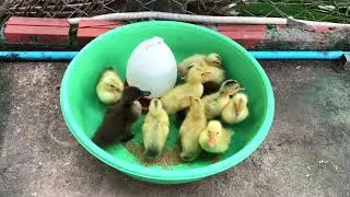 Cute baby ducklings swimming and feeding so happy 3