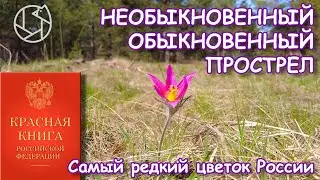 НЕОБЫКНОВЕННЫЙ ОБЫКНОВЕННЫЙ ПРОСТРЕЛ: Самый редкий цветок России
