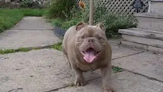 MALE NANO BULLY 9 MONTHS OLD