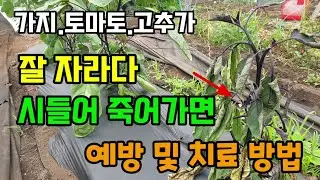 가지.고추.토마토가 잘자라다가 시들어 죽어갈때 그냥 두면 다른것도 죽어요 이렇게 예방 및 치료하세요