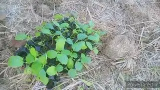 New Eggplants for New Season (Land preparation ang planting)