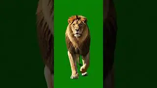 Real lion Walking like a king Green Screen Effect 